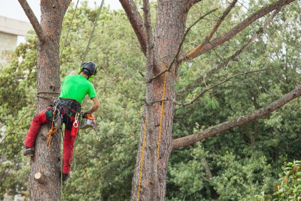 man-pruning-pine-tree